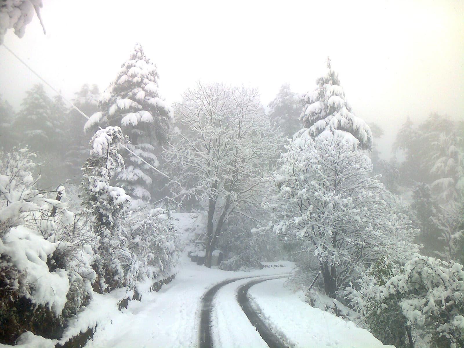 Fresh snowfall on the deodar forest road at Dhanaulti