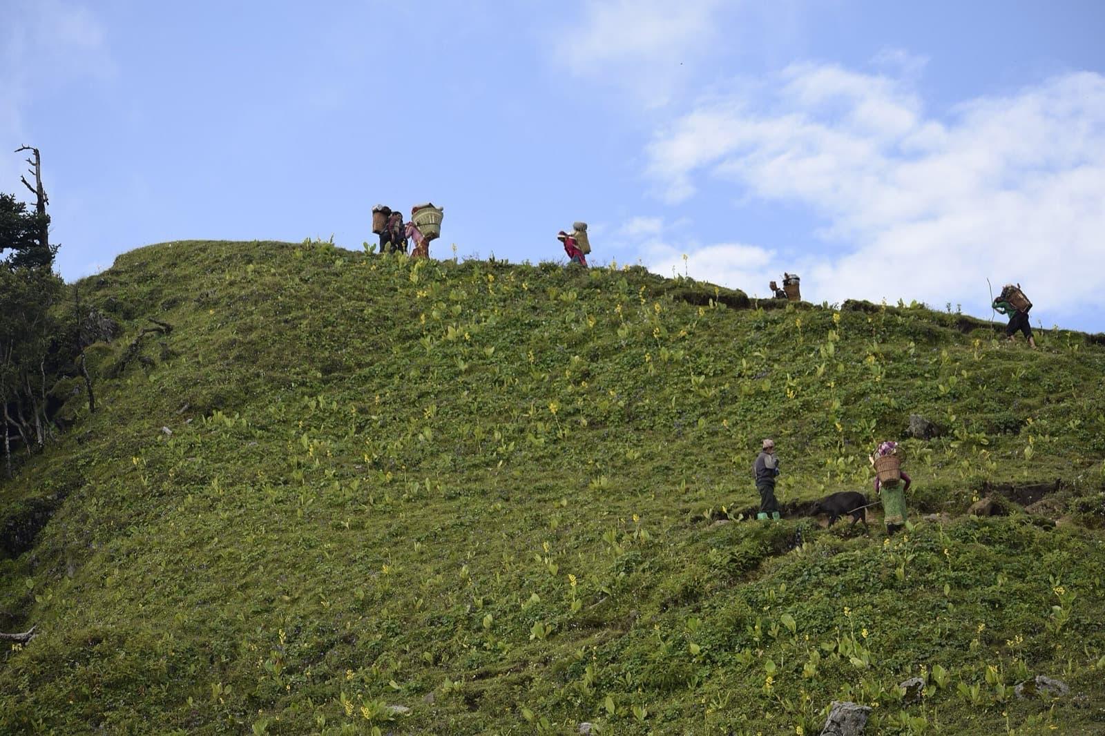 Trekkers climbing a green Himalayan ridge near Dehradun under a blue sky