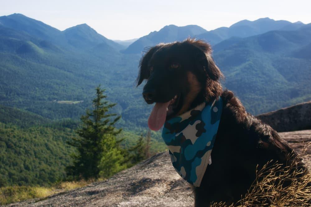 A happy dog sitting on a rock with forested hills behind