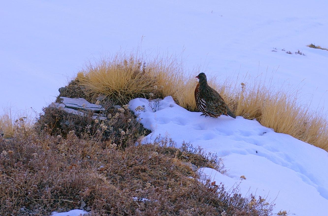 A Himalayan monal on a snow-dusted alpine slope near Chopta and Tungnath